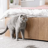 marquage urinaire chat